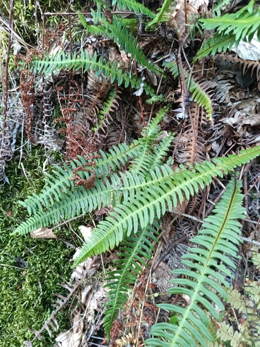 deer fern