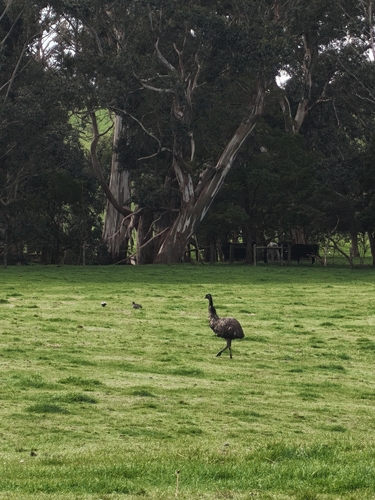 Emu