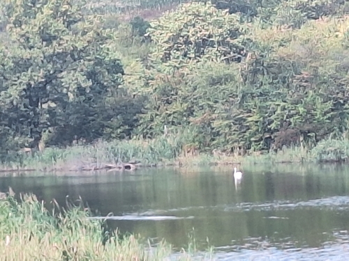 Mute Swan