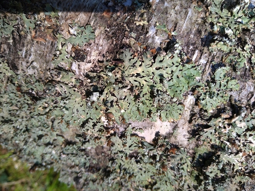 Hooded Tube Lichen