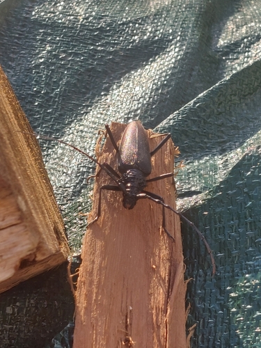 Great capricorn beetle