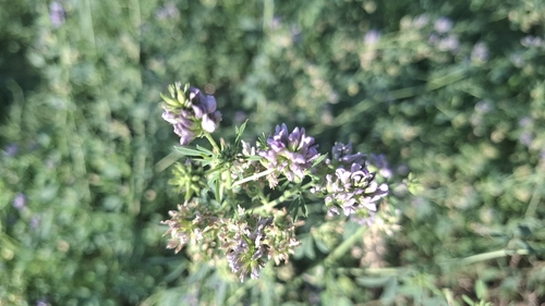 Alfalfa