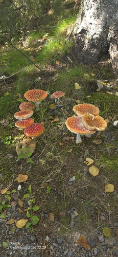 Fly Agaric