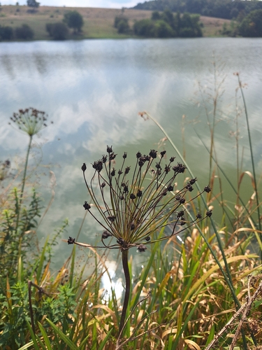 Flowering-rush