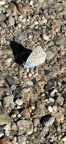 Common Blue