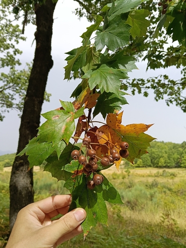 Wild Service-tree
