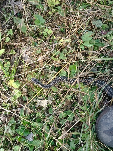 Adder
