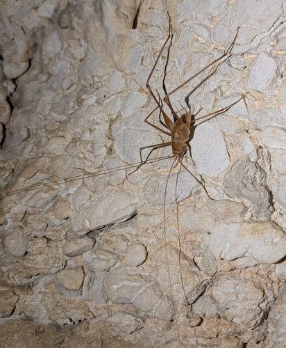 Spidery Cave-cricket