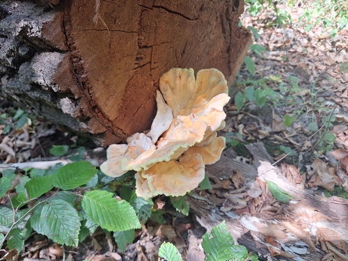 chicken of the woods