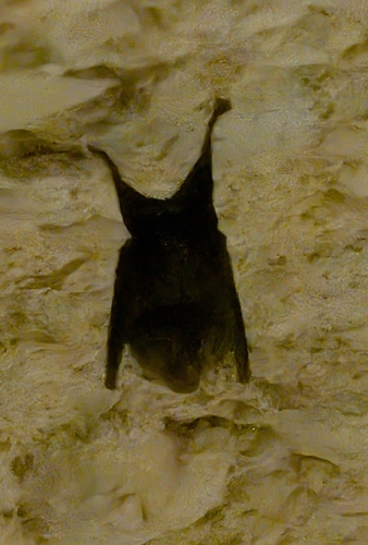 Horseshoe Bats