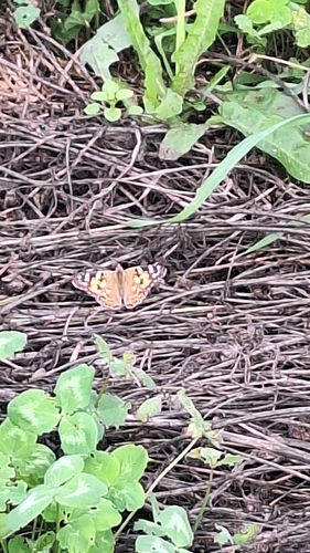 Painted Lady