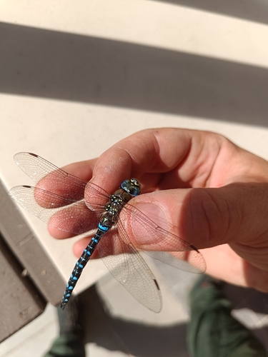Migrant Hawker