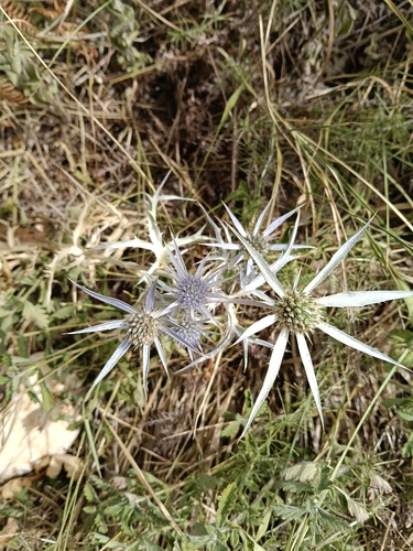 Italian Eryngo