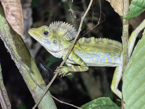 Malayan Crested Lizard