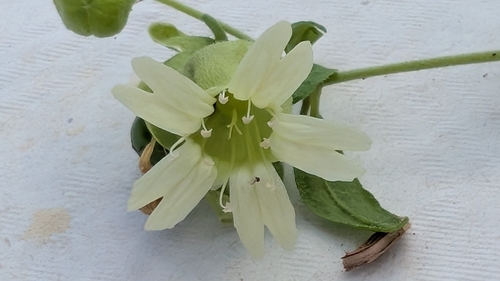 Berry Catchfly