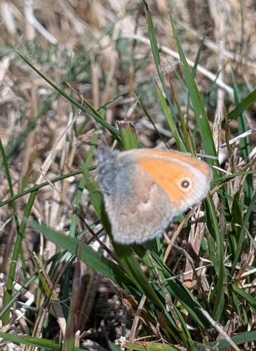 Small Heath