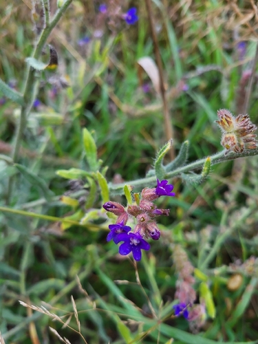 common alkanet