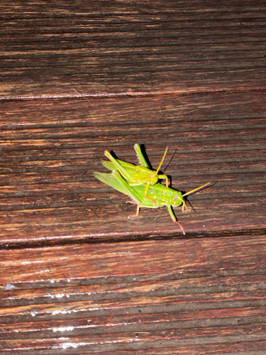 Large Green Grasshopper