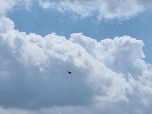 Black Stork