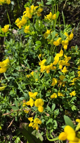 bird's-foot trefoil