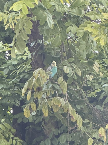 Domestic Budgerigar