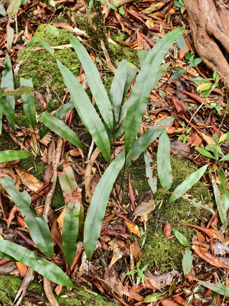 Oleandra cumingii (Oleandra cumingii)
