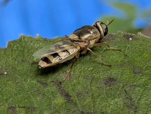 Odontomyia garatas