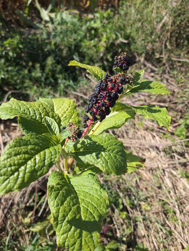 Indian Pokeweed