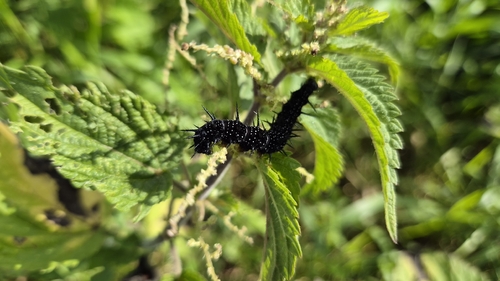European Peacock Butterfly