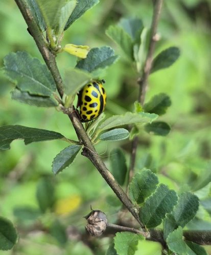 Calligrapha polyspila