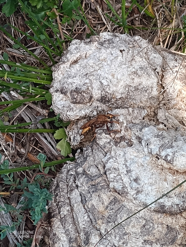 Hornet Robber Fly