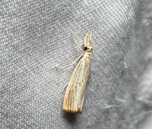 Lesser Vagabond Sod Webworm Moth (Agriphila ruricolellus)