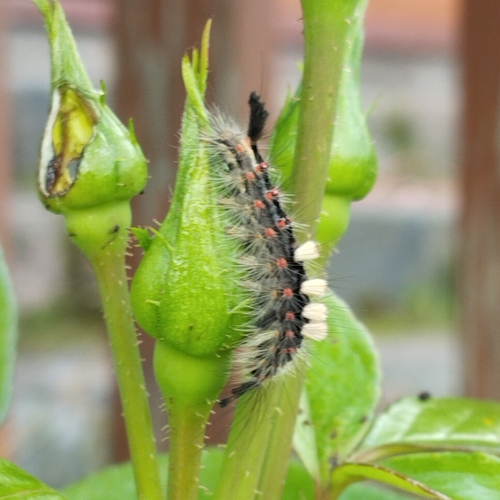Rusty Tussock Moth