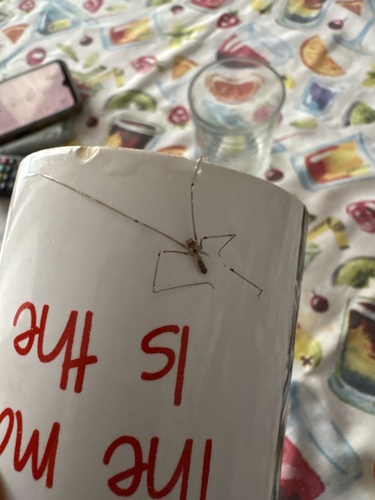 Long-bodied Cellar Spider