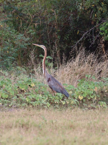 Purple Heron