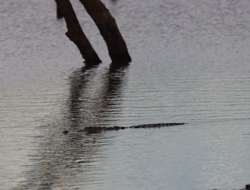 Mugger Crocodile