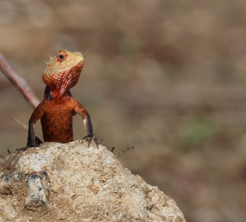 Indian Garden Lizard