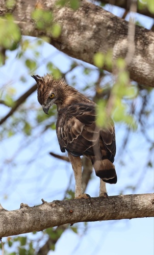 Ceylon Hawk-Eagle