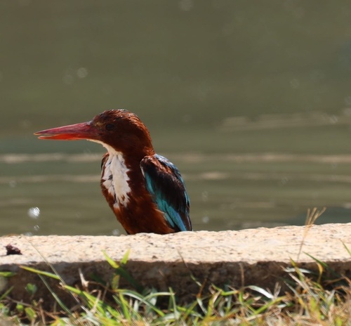 White-throated Kingfisher