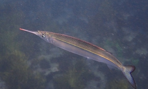 photo of Eastern Sea Garfish (Hyporhamphus australis)