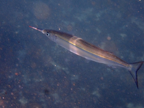 Eastern Sea Garfish