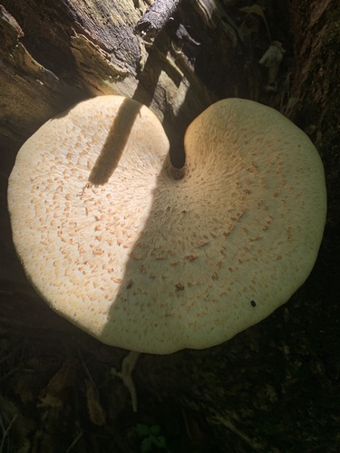 Dryad's Saddle