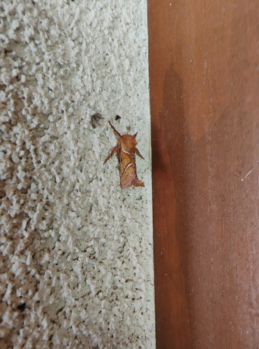 Orange Swift