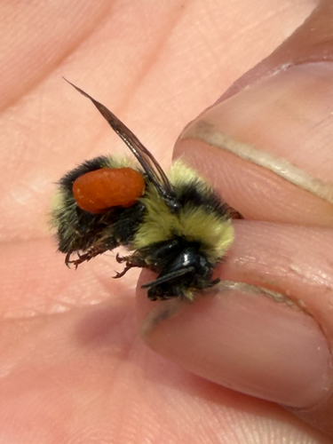 iNaturalist observation photo of Bumble Bees