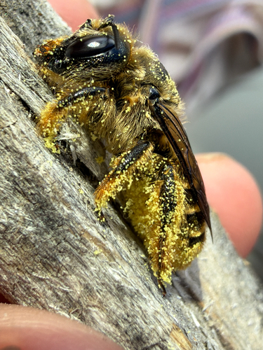 iNaturalist observation photo of Mason, Leafcutter, Carder, and Resin Bees