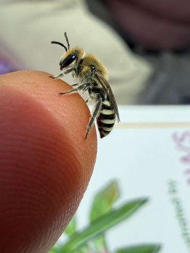iNaturalist observation photo of Cellophane Bees