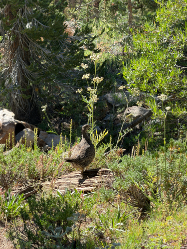 iNaturalist observation photo of Sooty Grouse