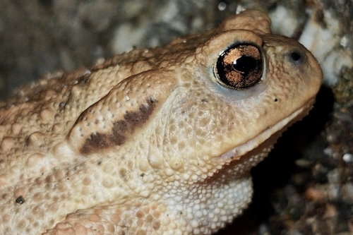 Spiny Toad