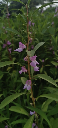 Rosy balsam