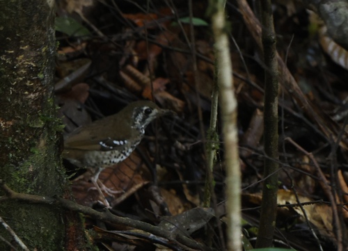 Spot-winged Thrush